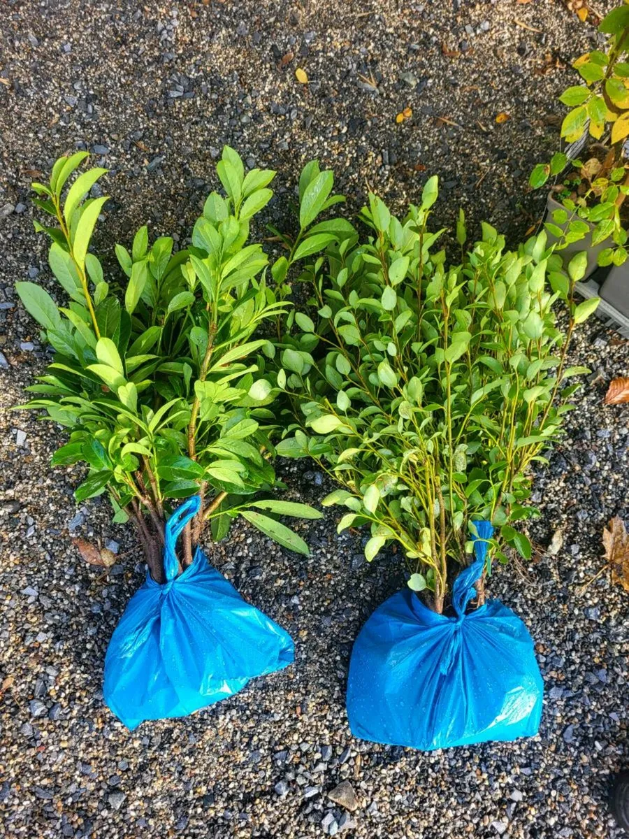 Evergreen hedging - Image 1