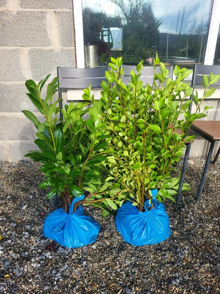 Evergreen hedging - Image 2