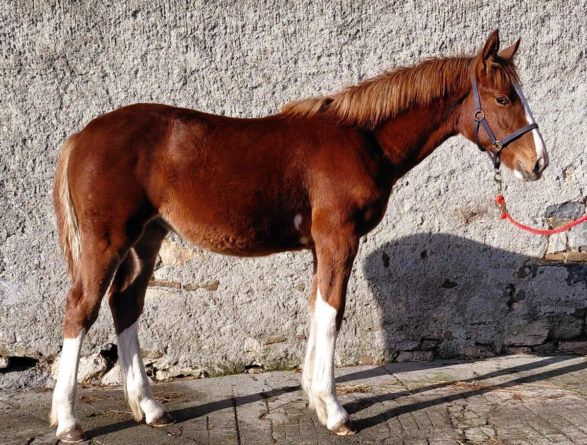 Cob x Thoroughbred filly foal - Image 1