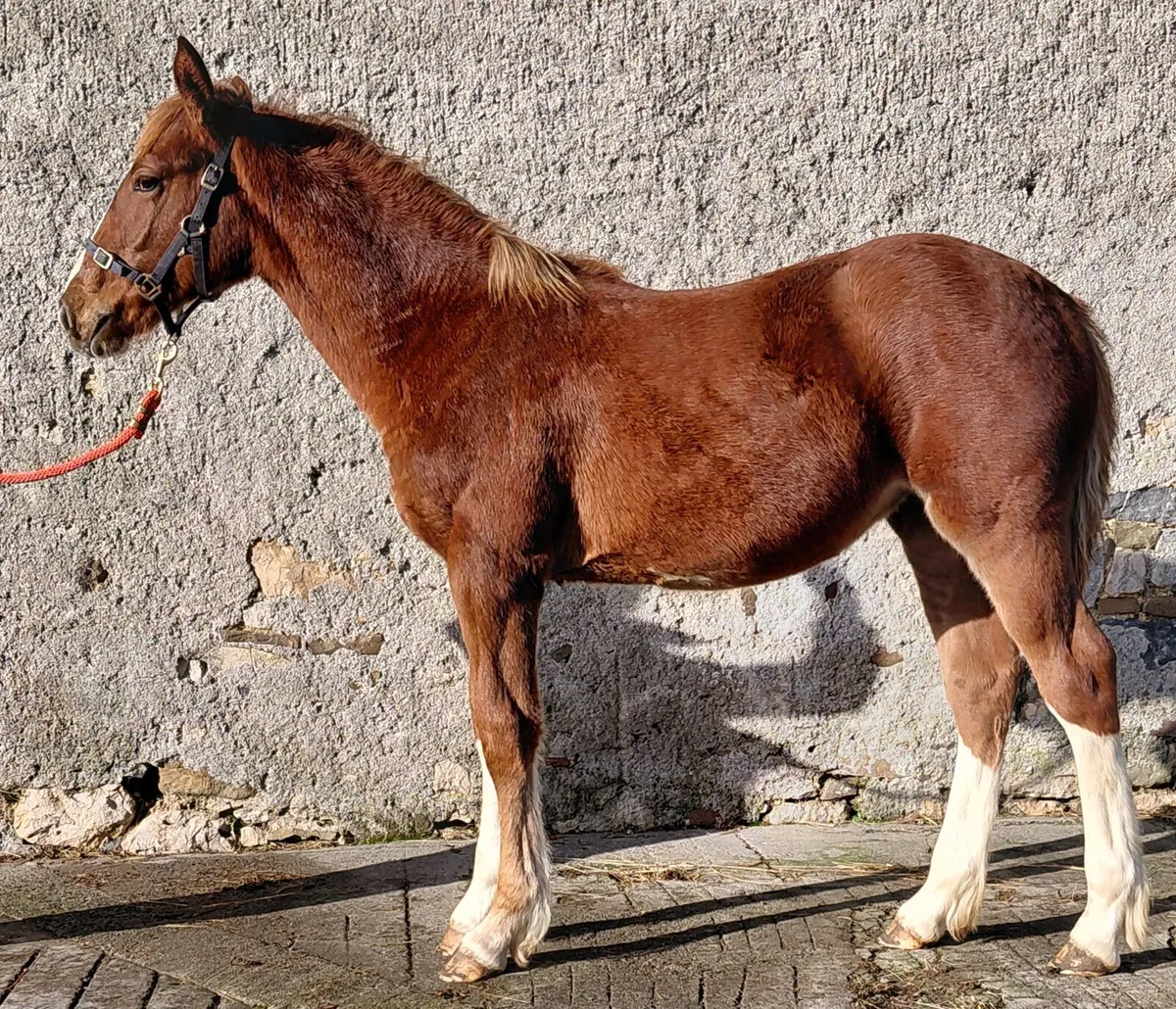 Cob x Thoroughbred filly foal - Image 2