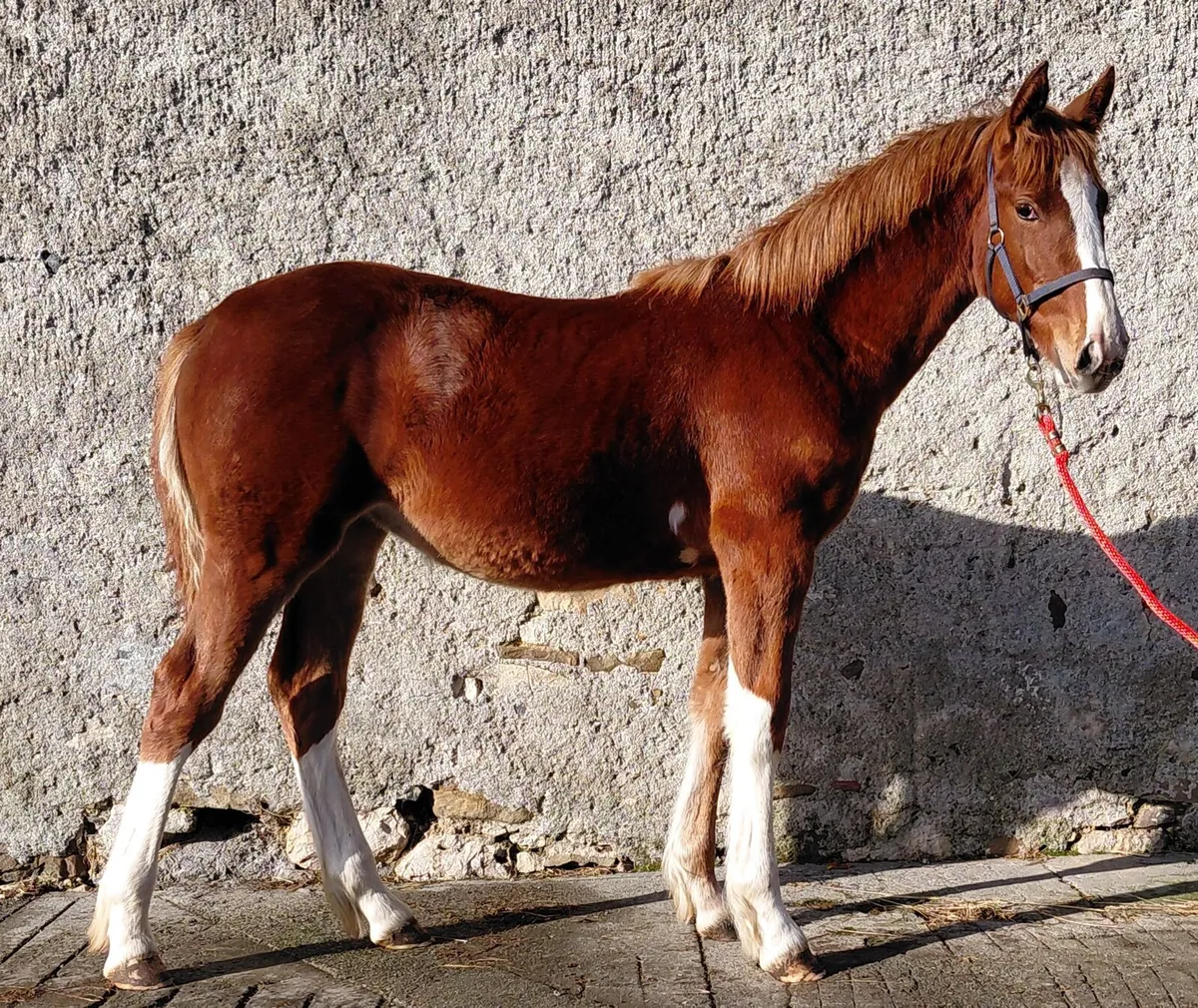 Cob x Thoroughbred filly foal - Image 3