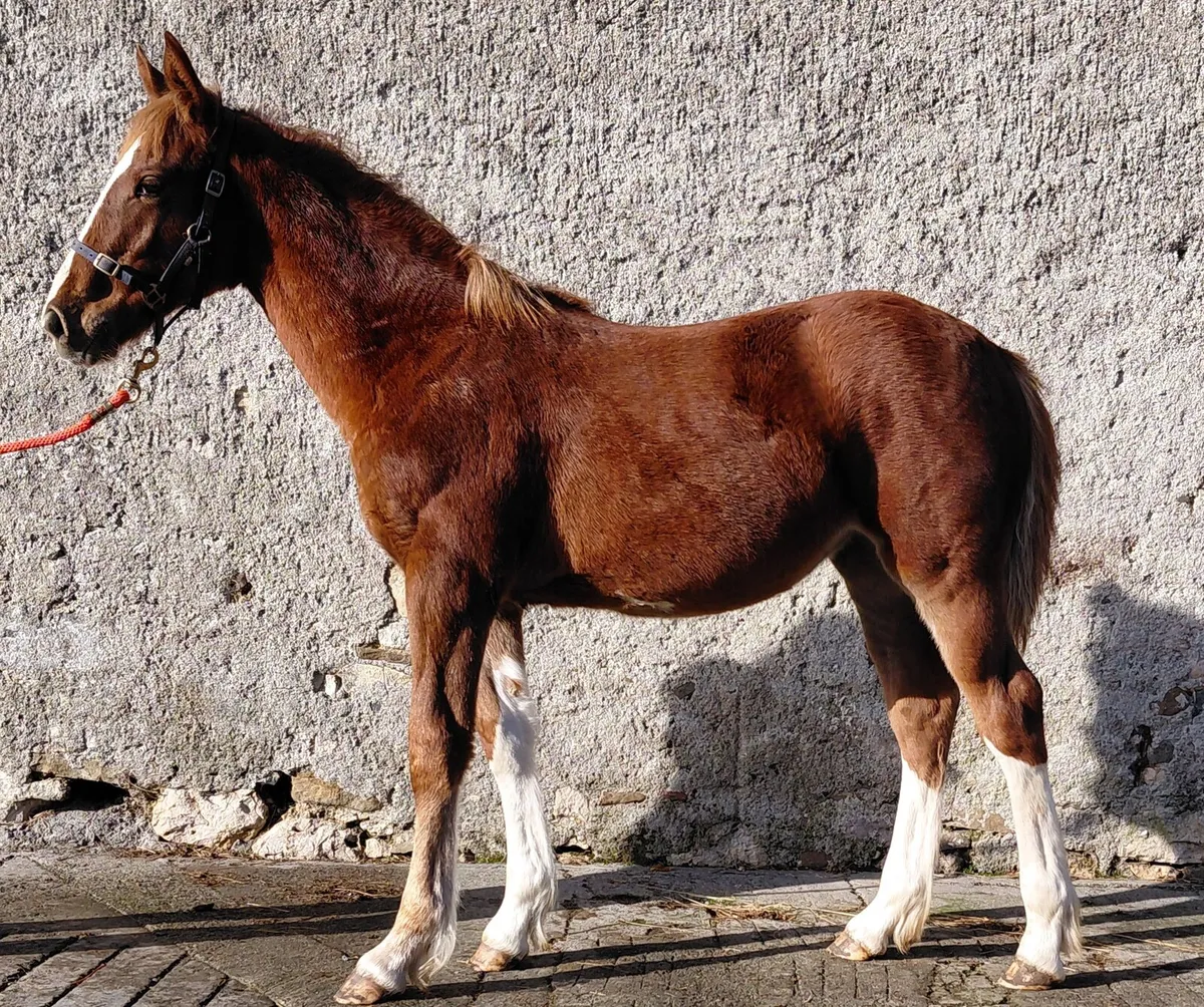 Cob x Thoroughbred filly foal - Image 4