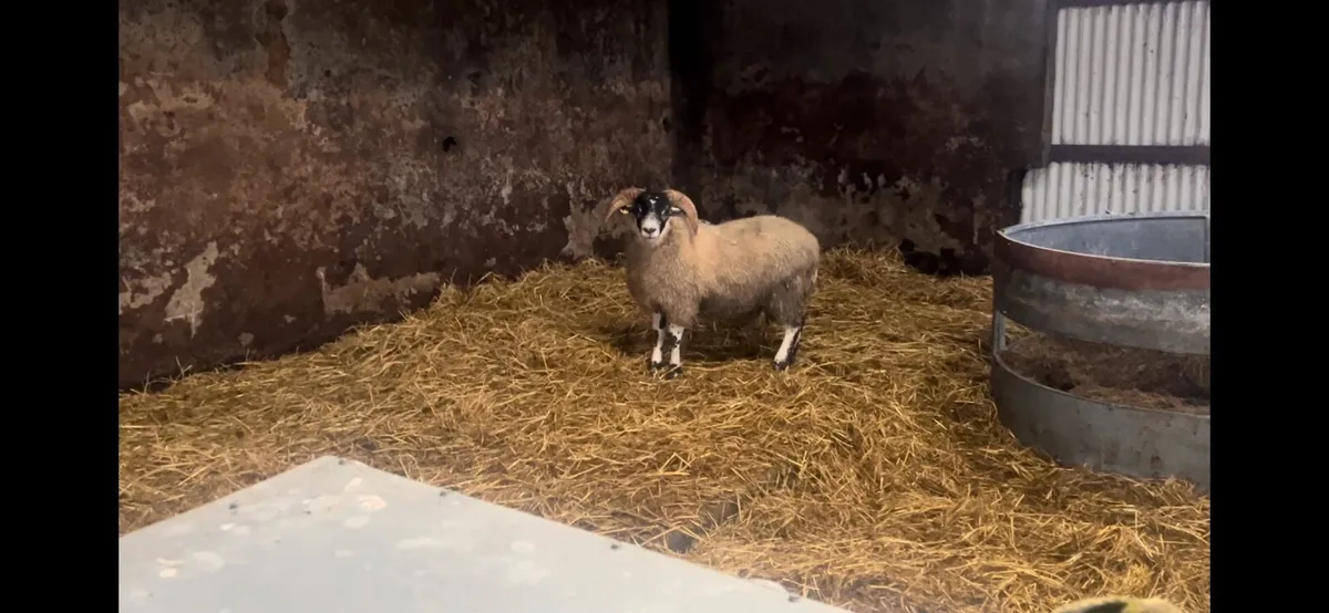 Lanark Ram lambs - Image 3