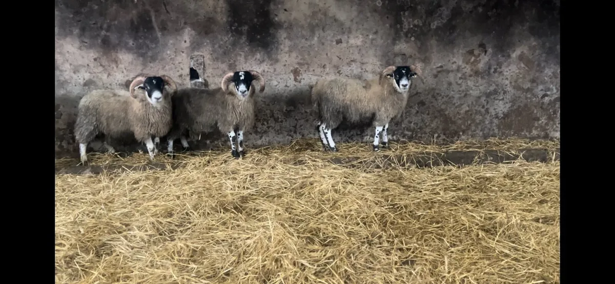 Lanark Ram lambs - Image 1