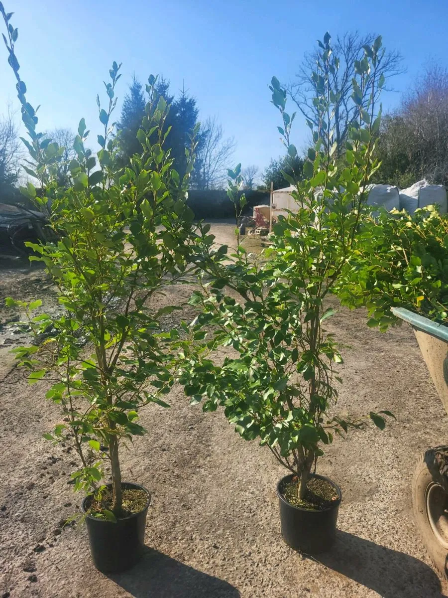 Potted griselina - Image 1