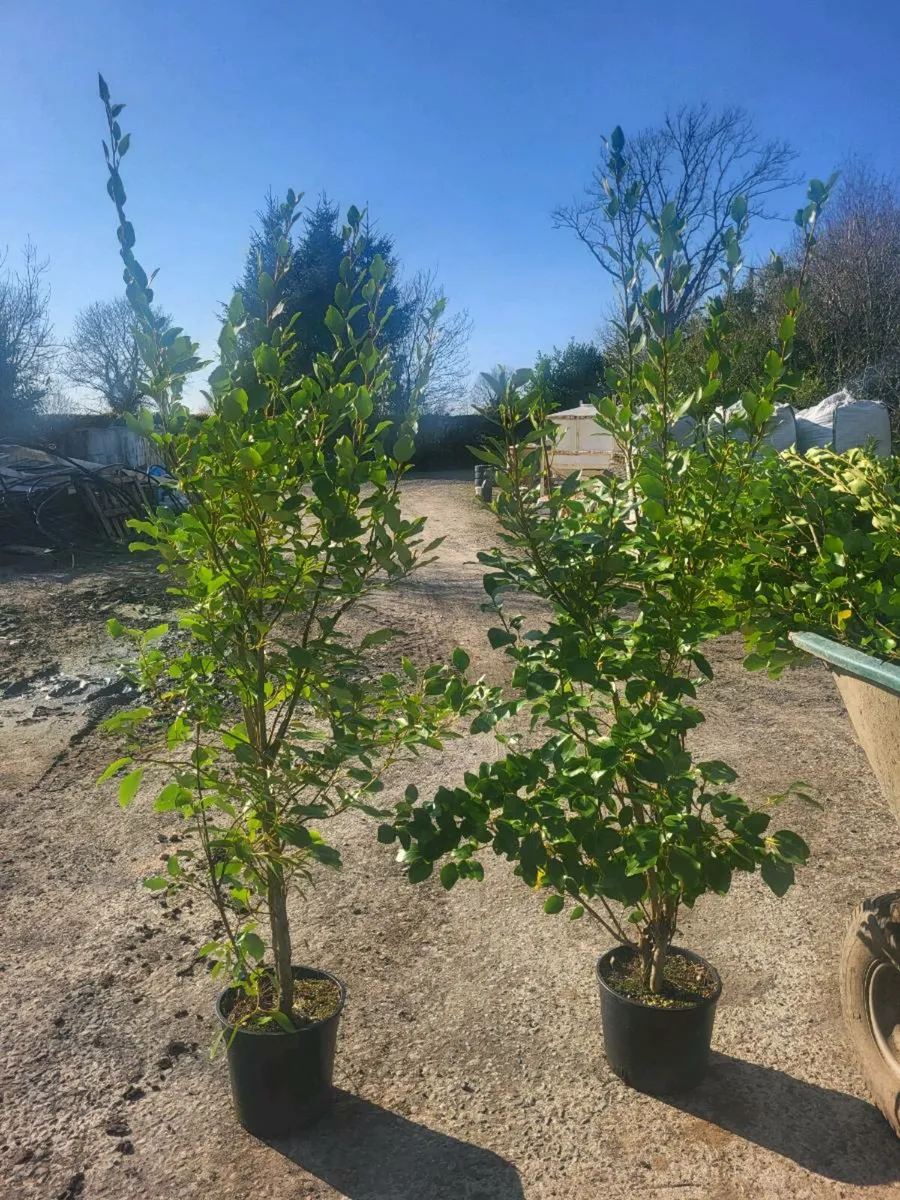 Potted griselina - Image 2