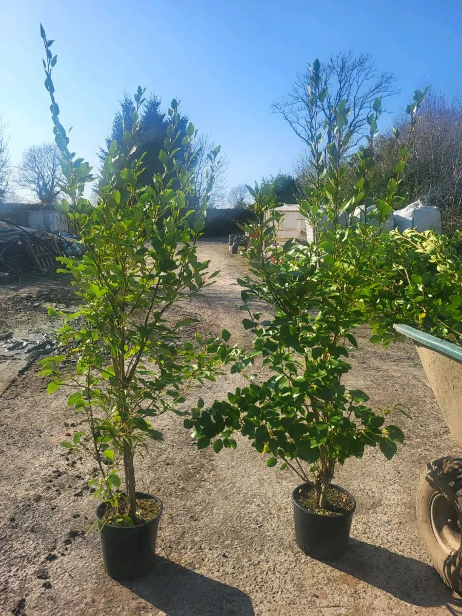 Potted griselina - Image 3