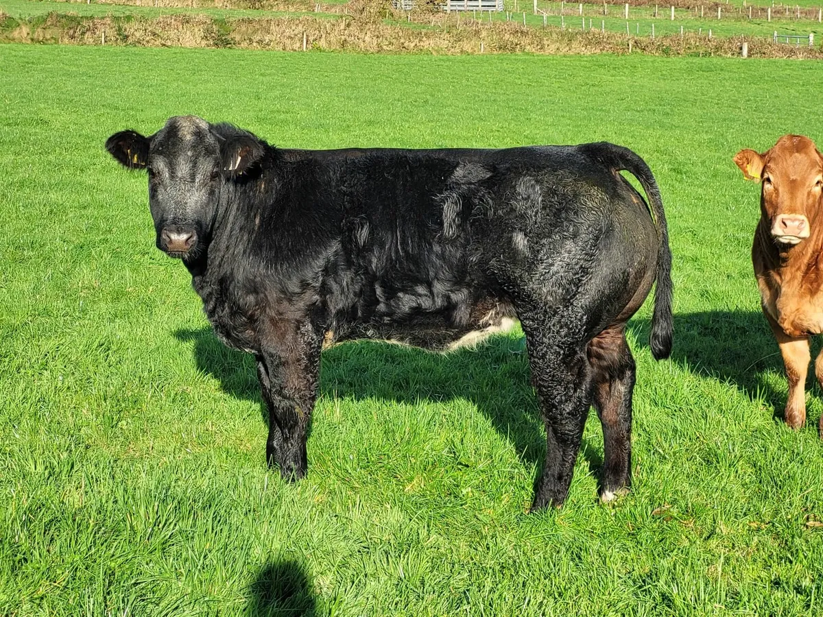 Cattle - Image 1