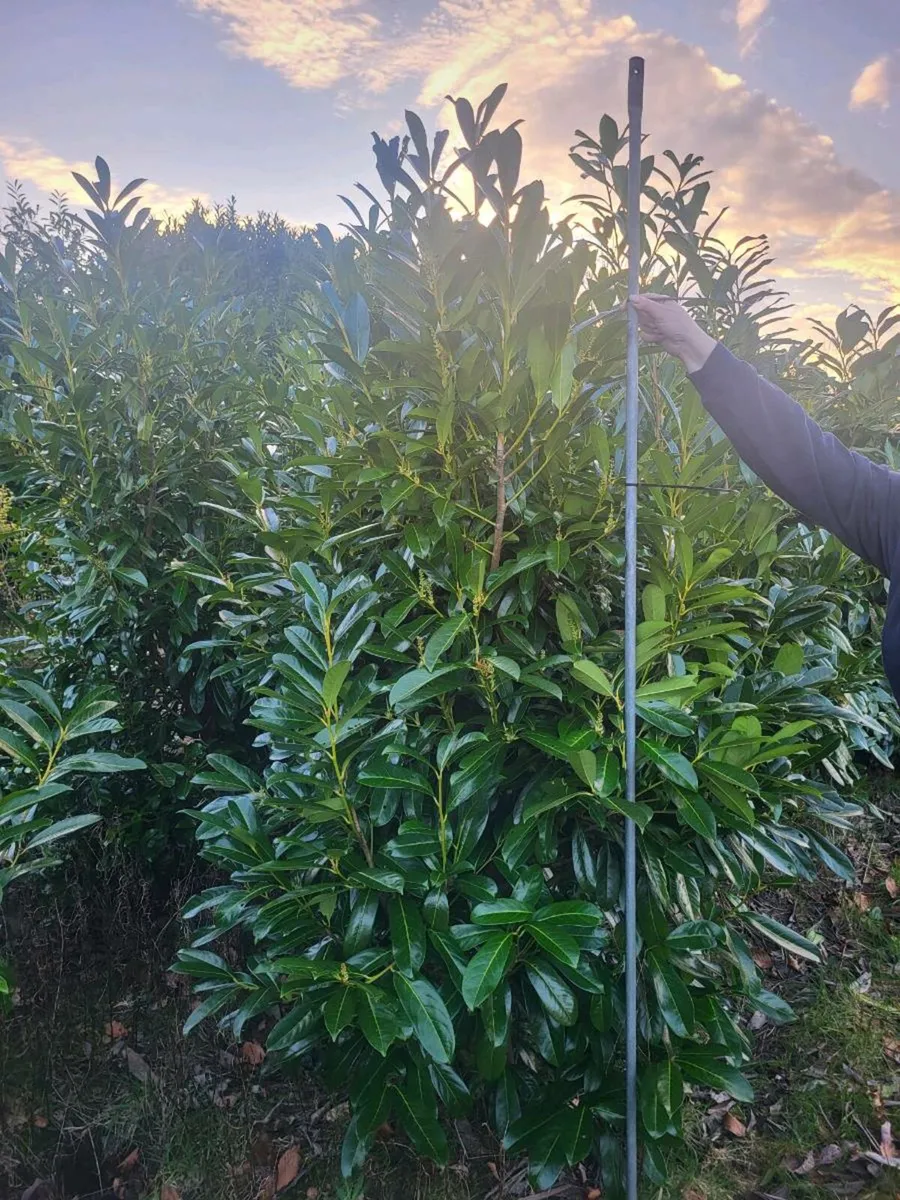 Laurel Hedging rootballs - Image 1