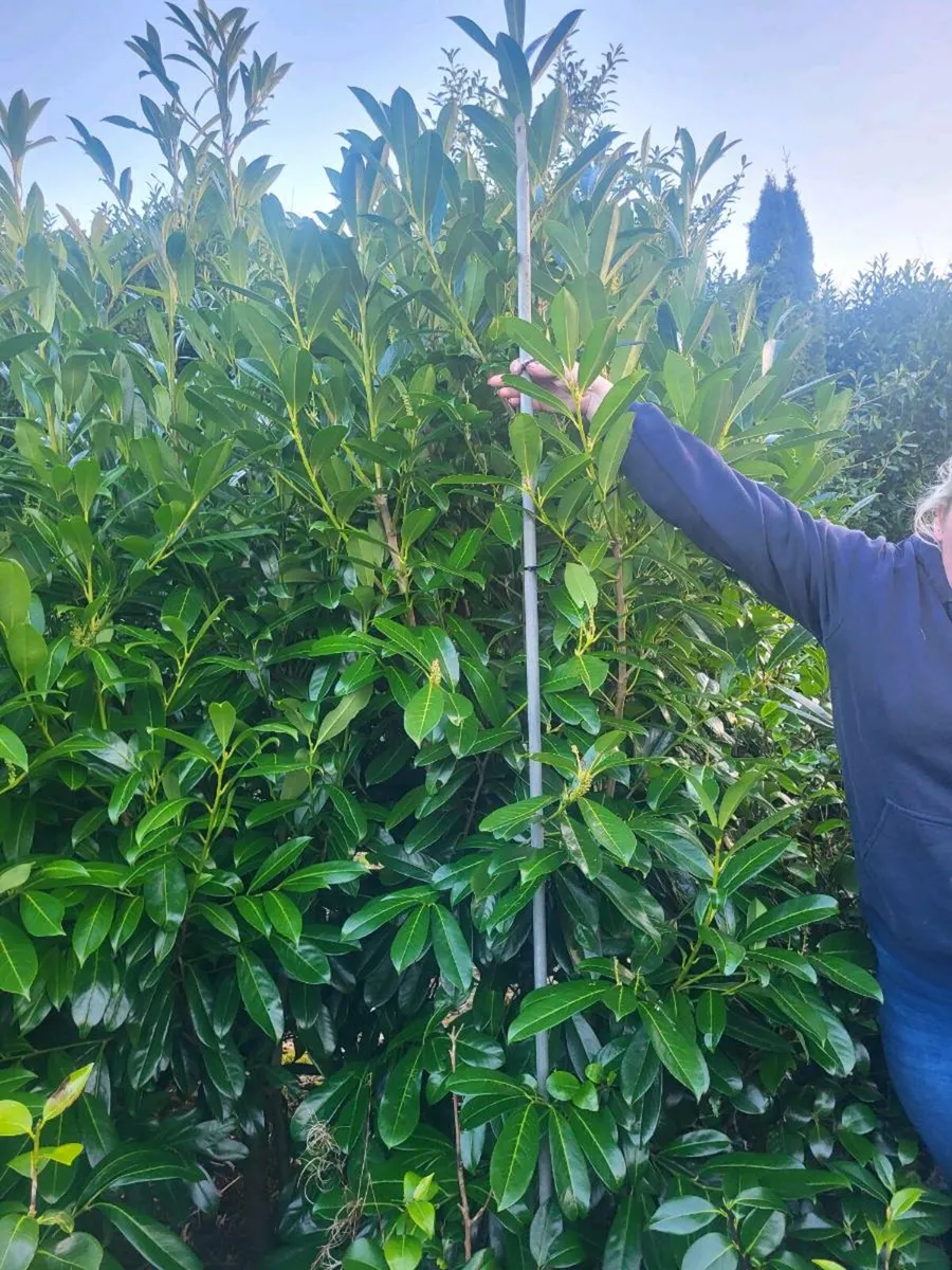 Laurel Hedging rootballs - Image 2