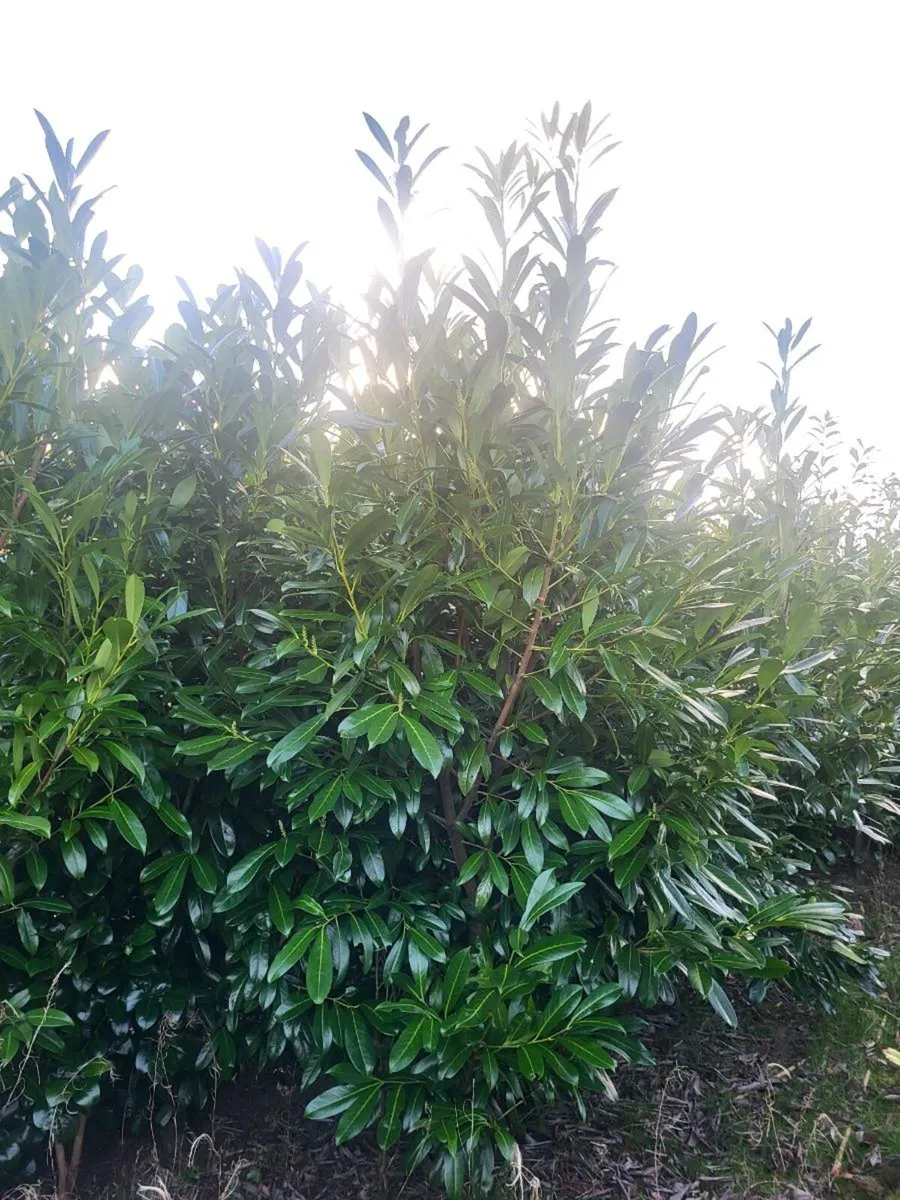 Laurel Hedging rootballs - Image 3