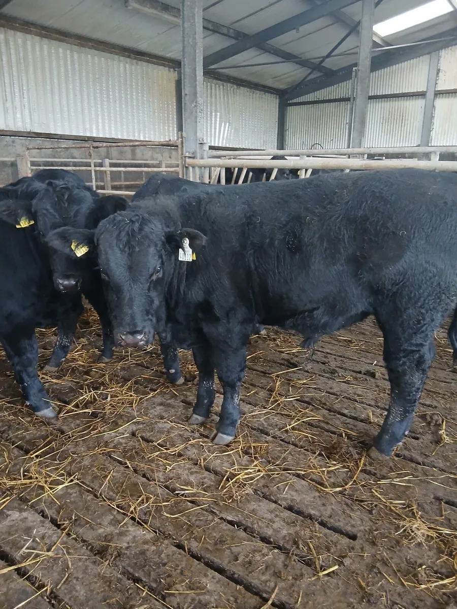 Quality AA bull weanlings - Image 2