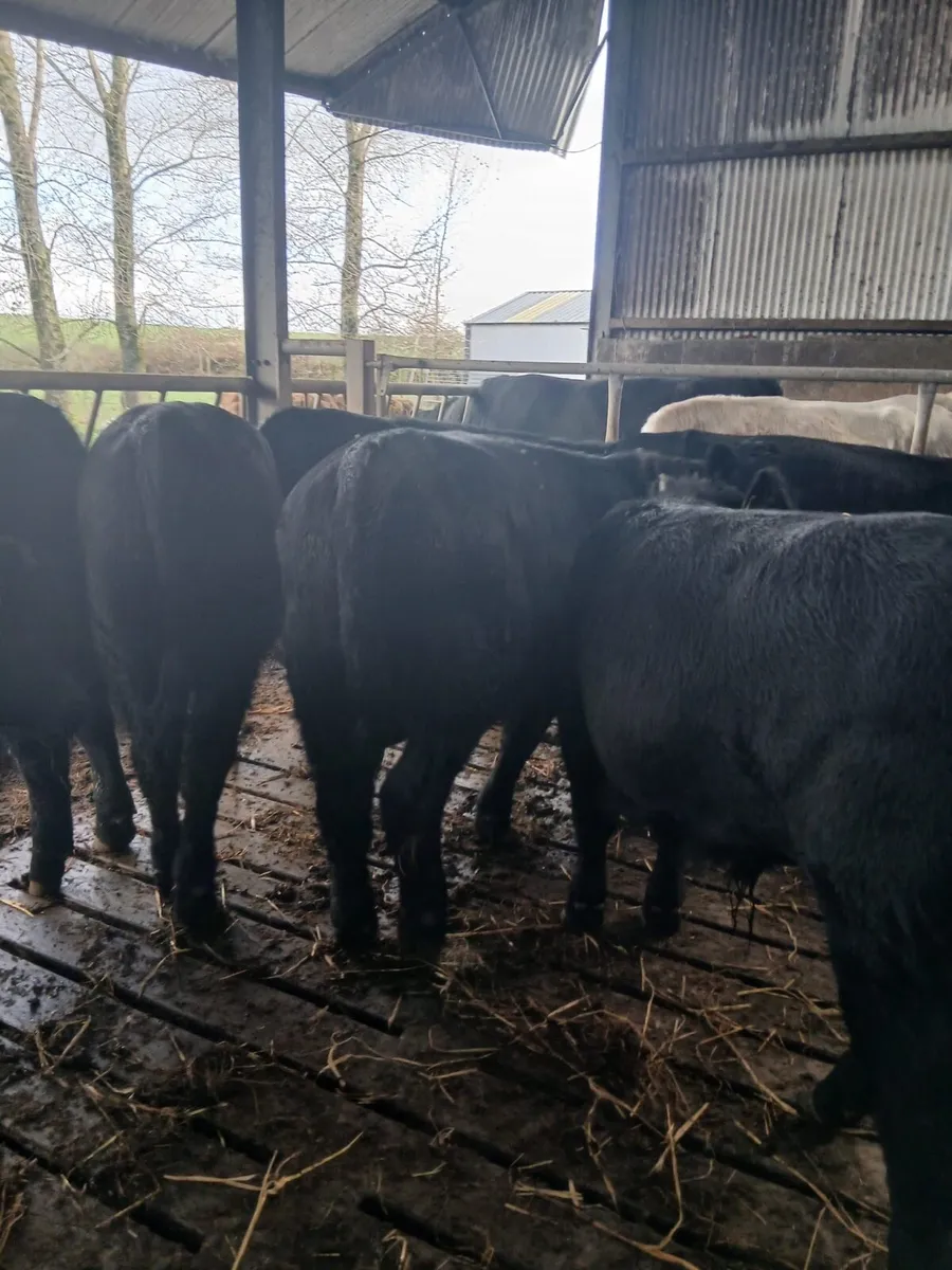 Quality AA bull weanlings - Image 3