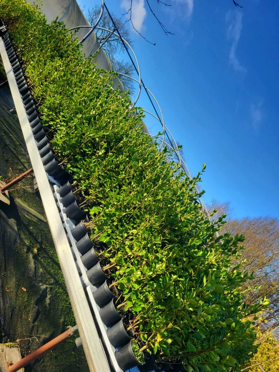 Potted griselina Hedging