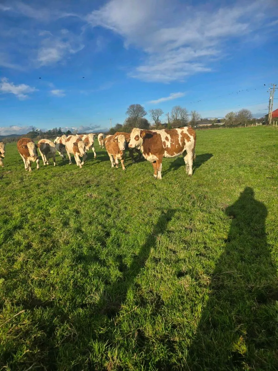 Simmental Heifers - Image 1