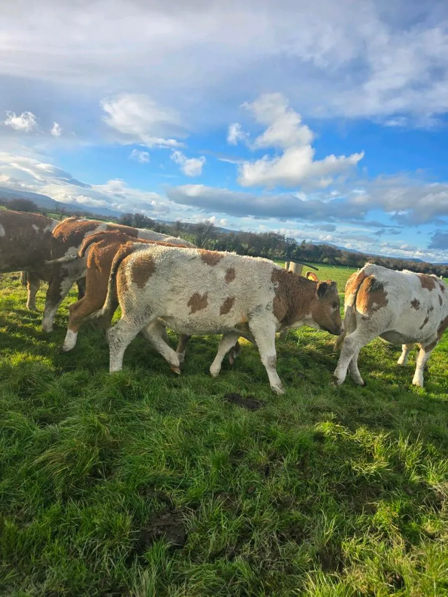 Simmental Heifers - Image 3