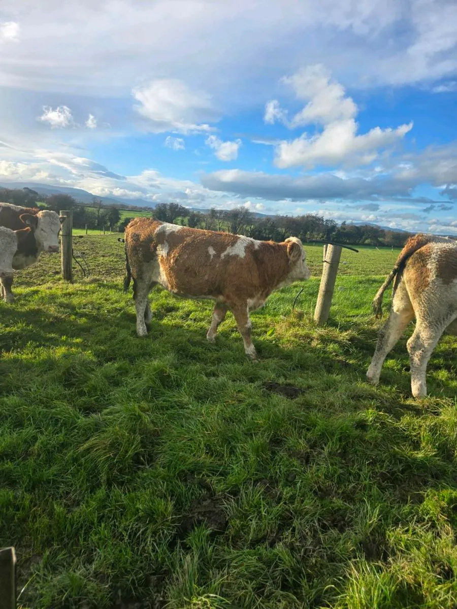 Simmental Heifers - Image 4