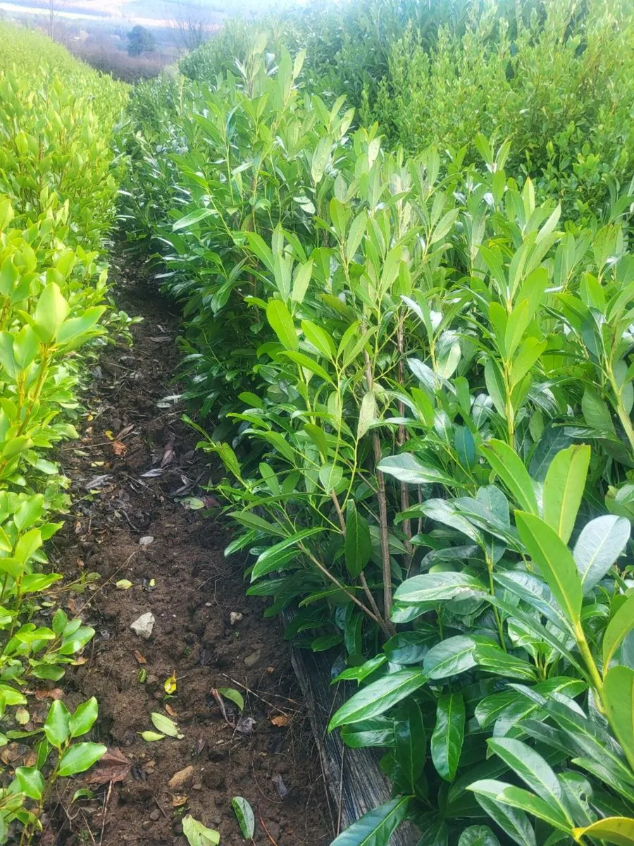 Laurel hedging - Image 1