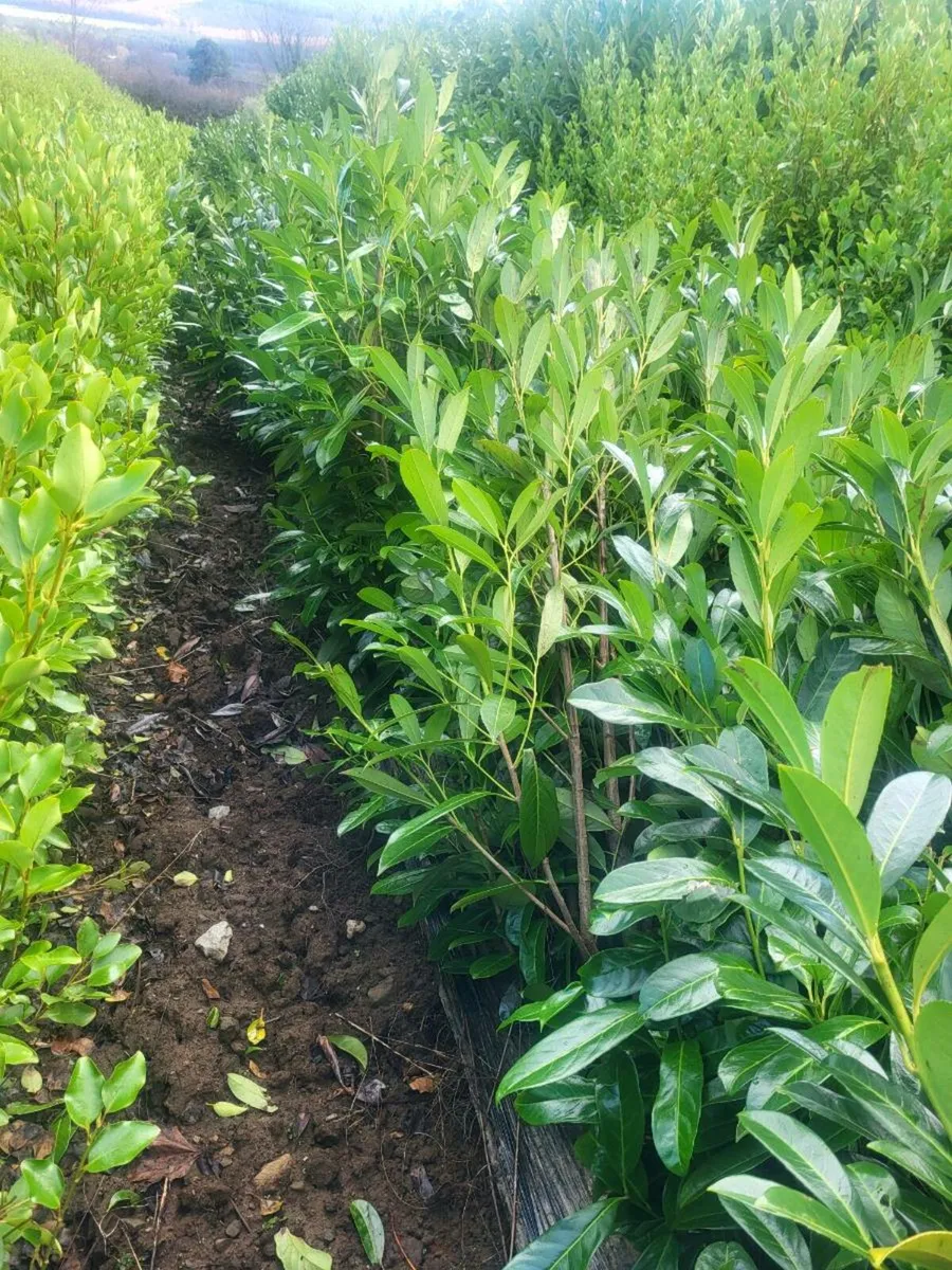 Laurel hedging - Image 2