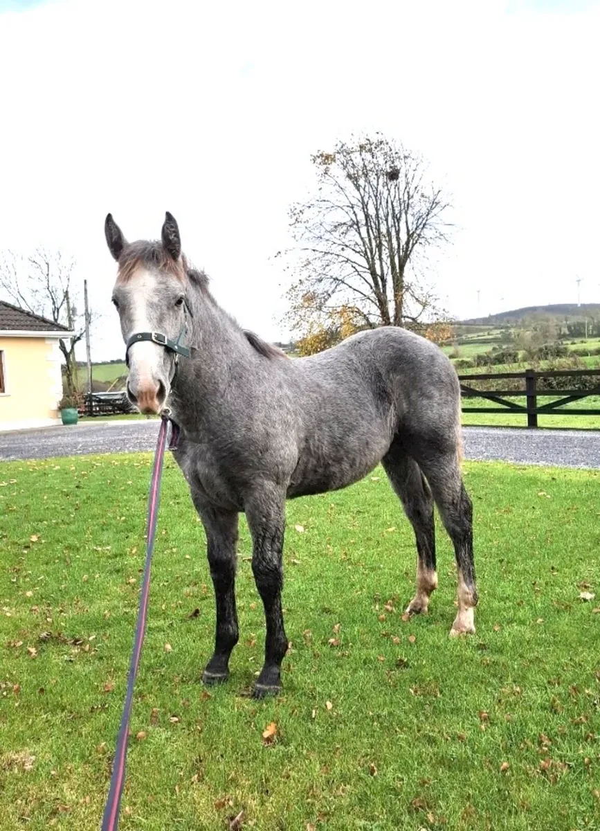 Filly Foal Lot 362 - Cavan ID Sale 21/11/2025 - Image 1