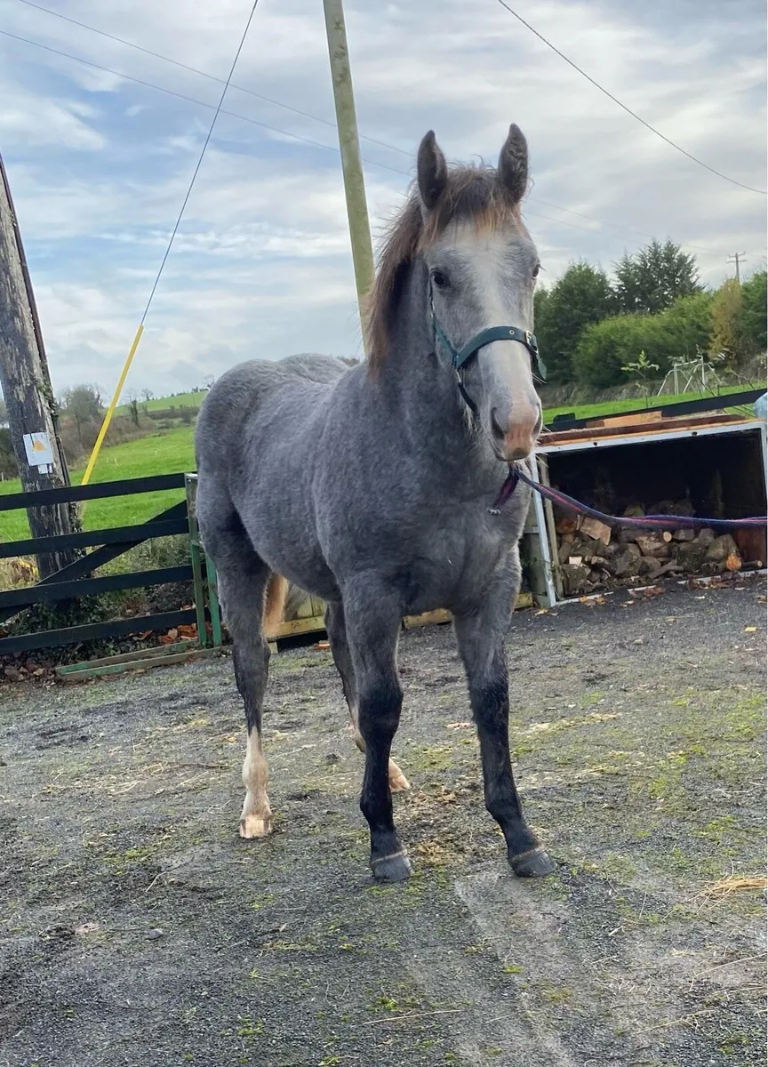 Filly Foal Lot 362 - Cavan ID Sale 21/11/2025 - Image 2