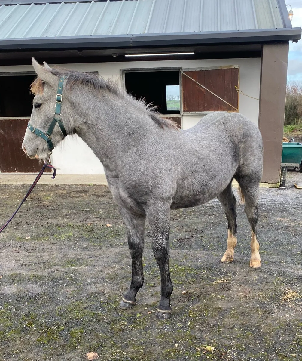 Filly Foal Lot 362 - Cavan ID Sale 21/11/2025 - Image 3