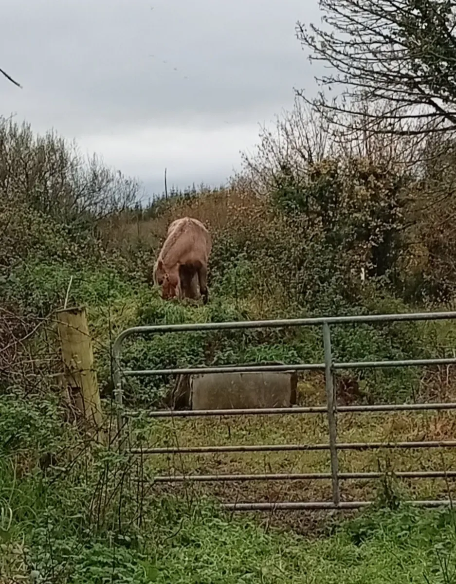 Cob type palamino mare - Image 2