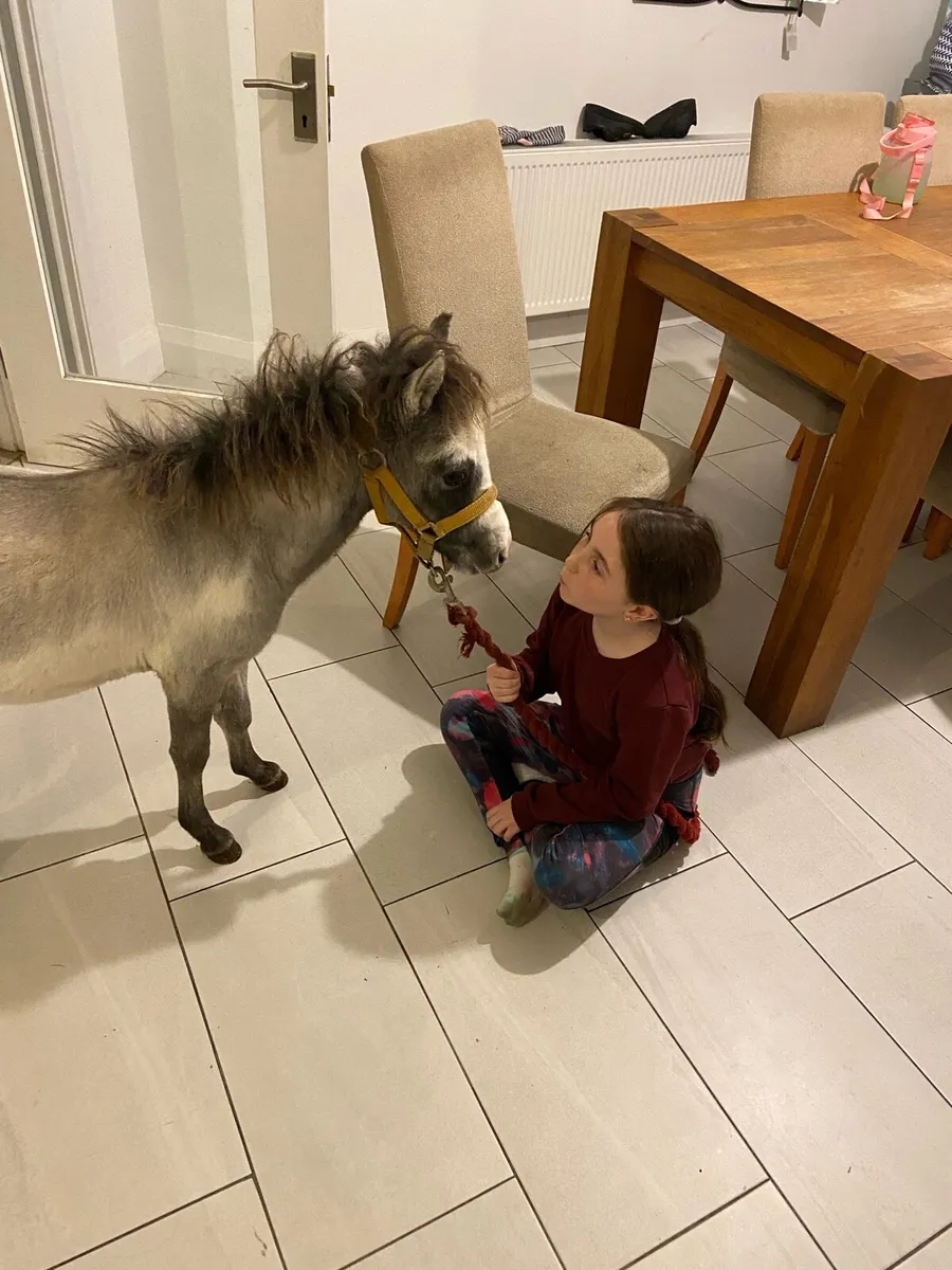 😍TINY 27” RALPH - Image 1