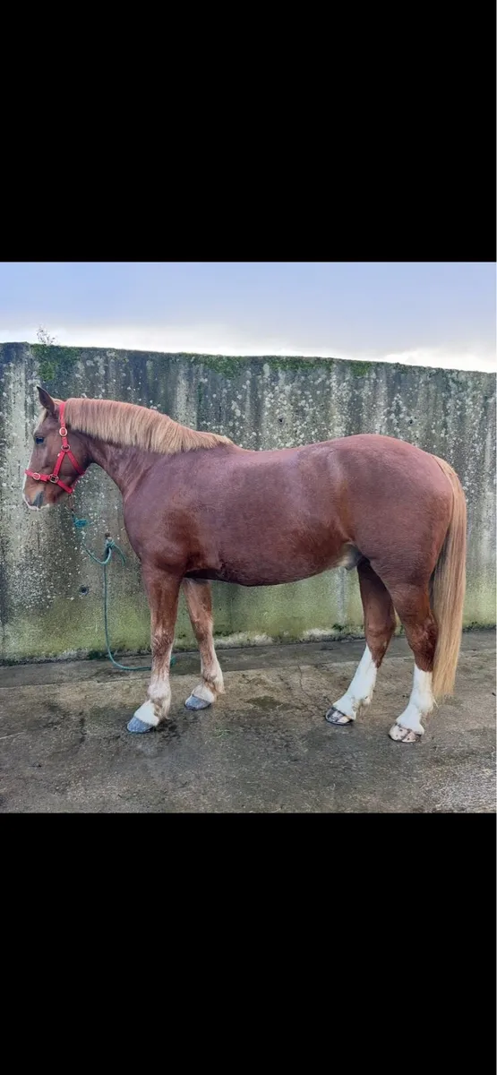 * 4yr old 16:2hh RID HUNTER  * - Image 1