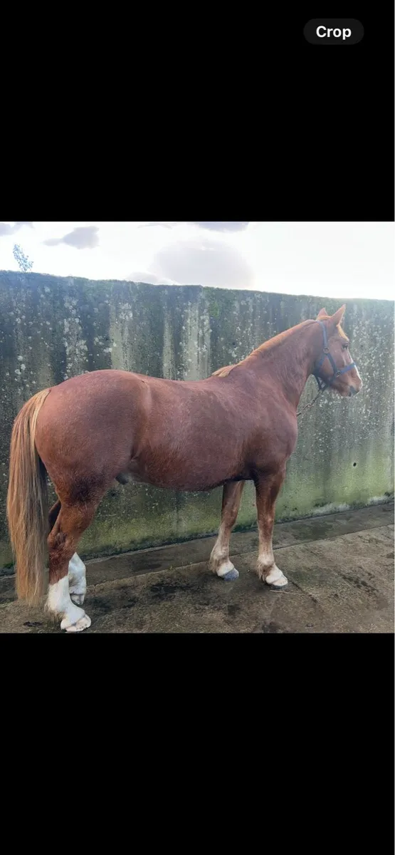 * 4yr old 16:2hh RID HUNTER  * - Image 4