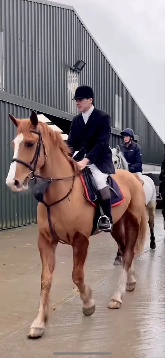 * 4yr old 16:2hh RID HUNTER  * - Image 2