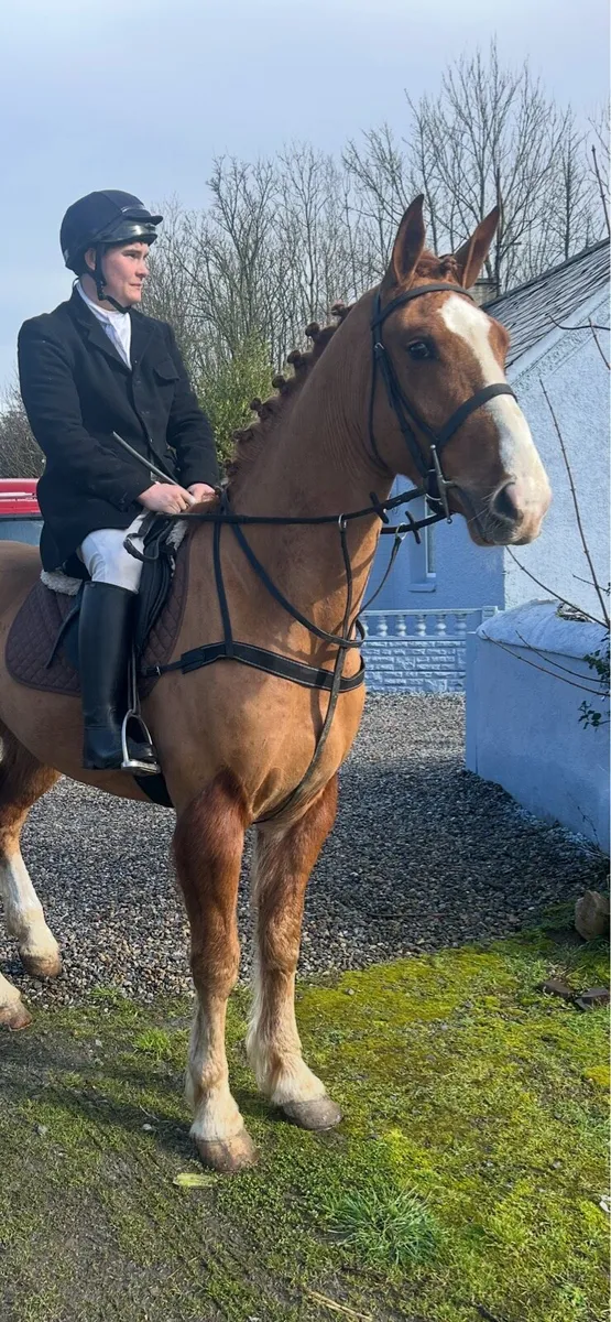 * 4yr old 16:2hh RID HUNTER  * - Image 3