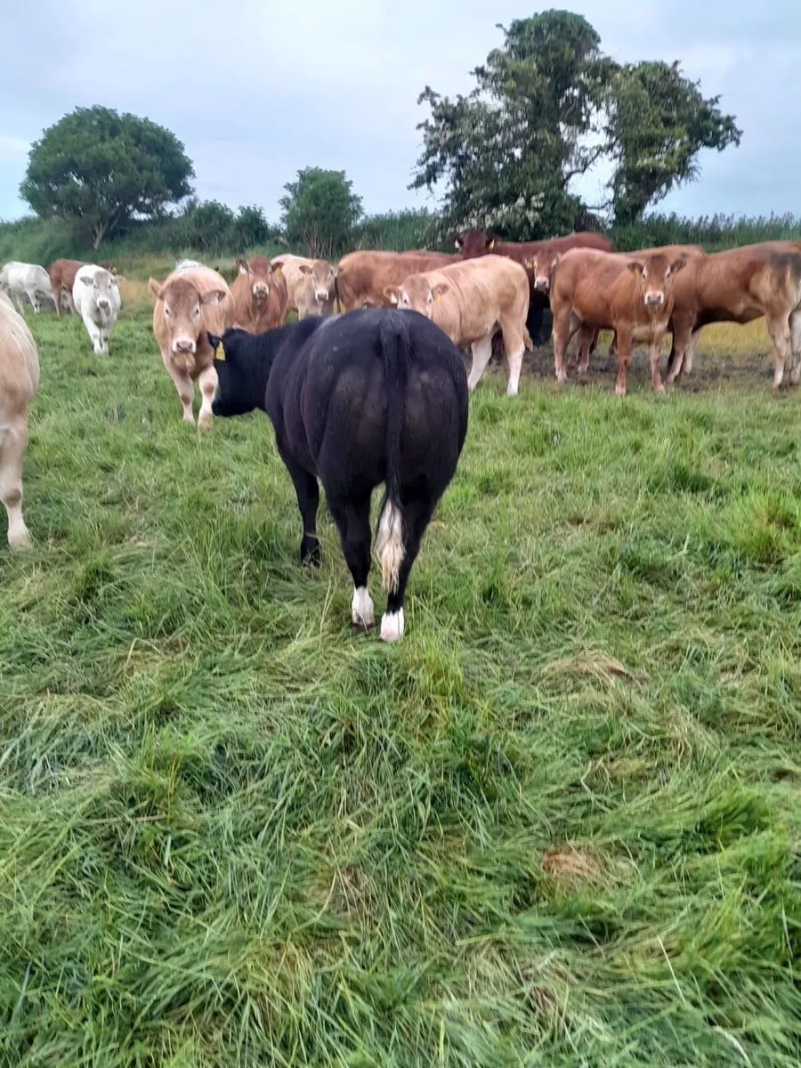 Superb CHX Breeding Heifer for Sale - Image 2