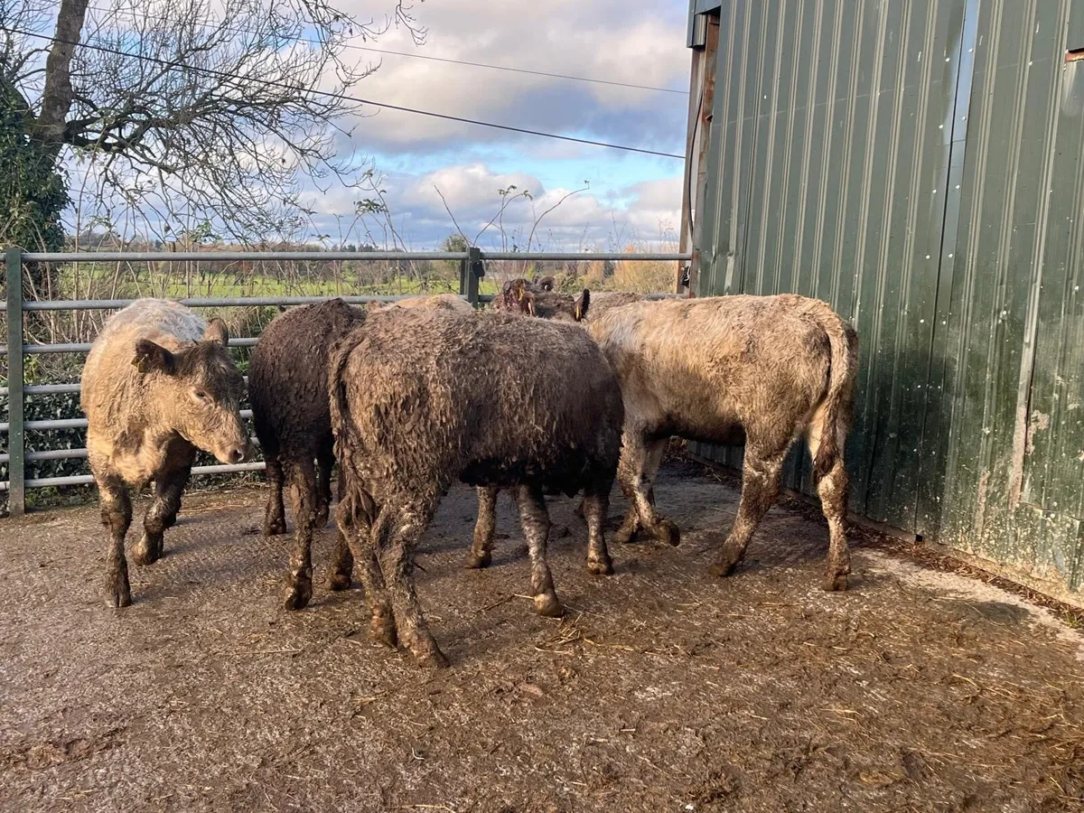 6 super 360 kg charlaois store heifers - Image 1