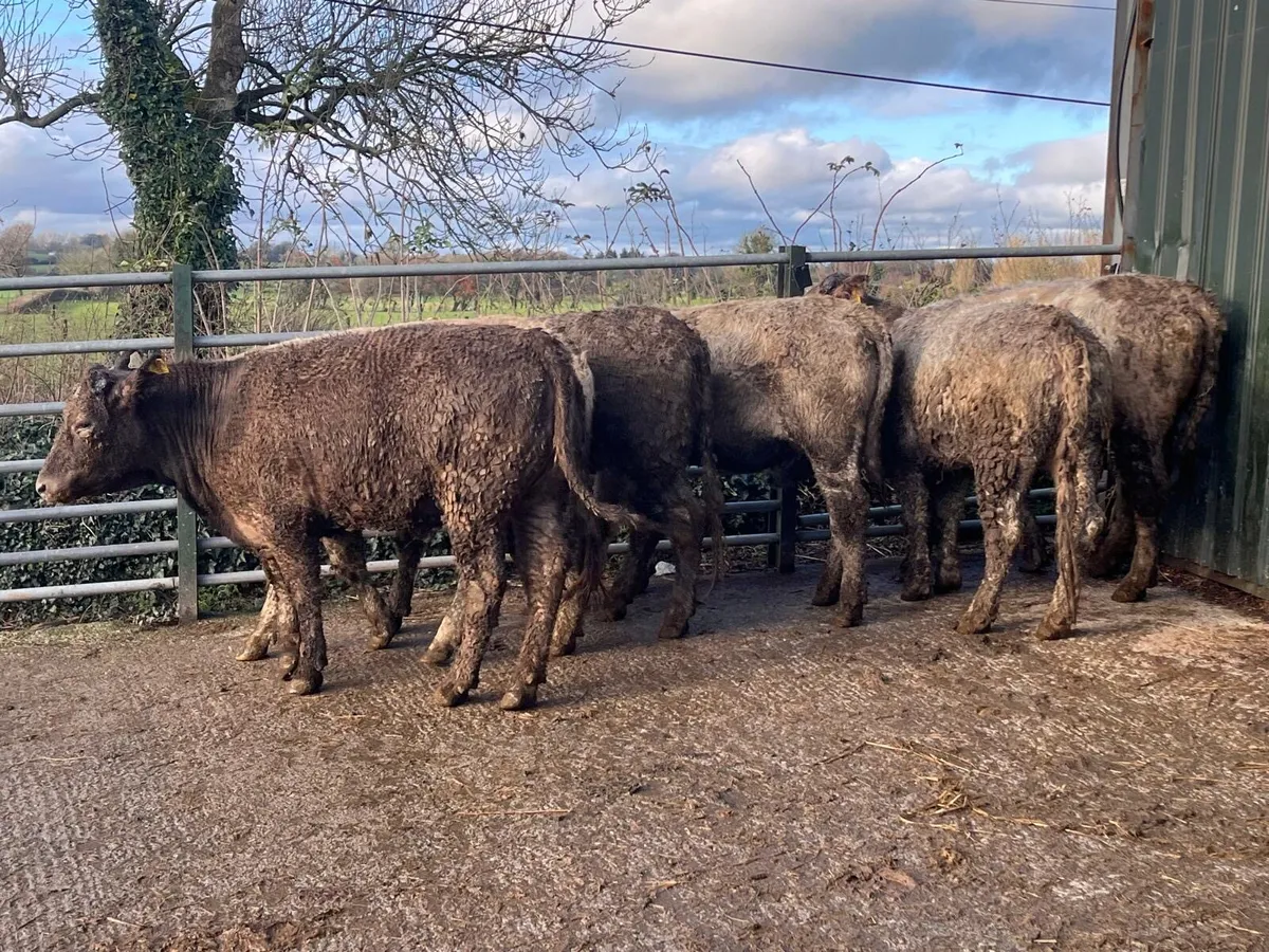 6 super 360 kg charlaois store heifers - Image 2
