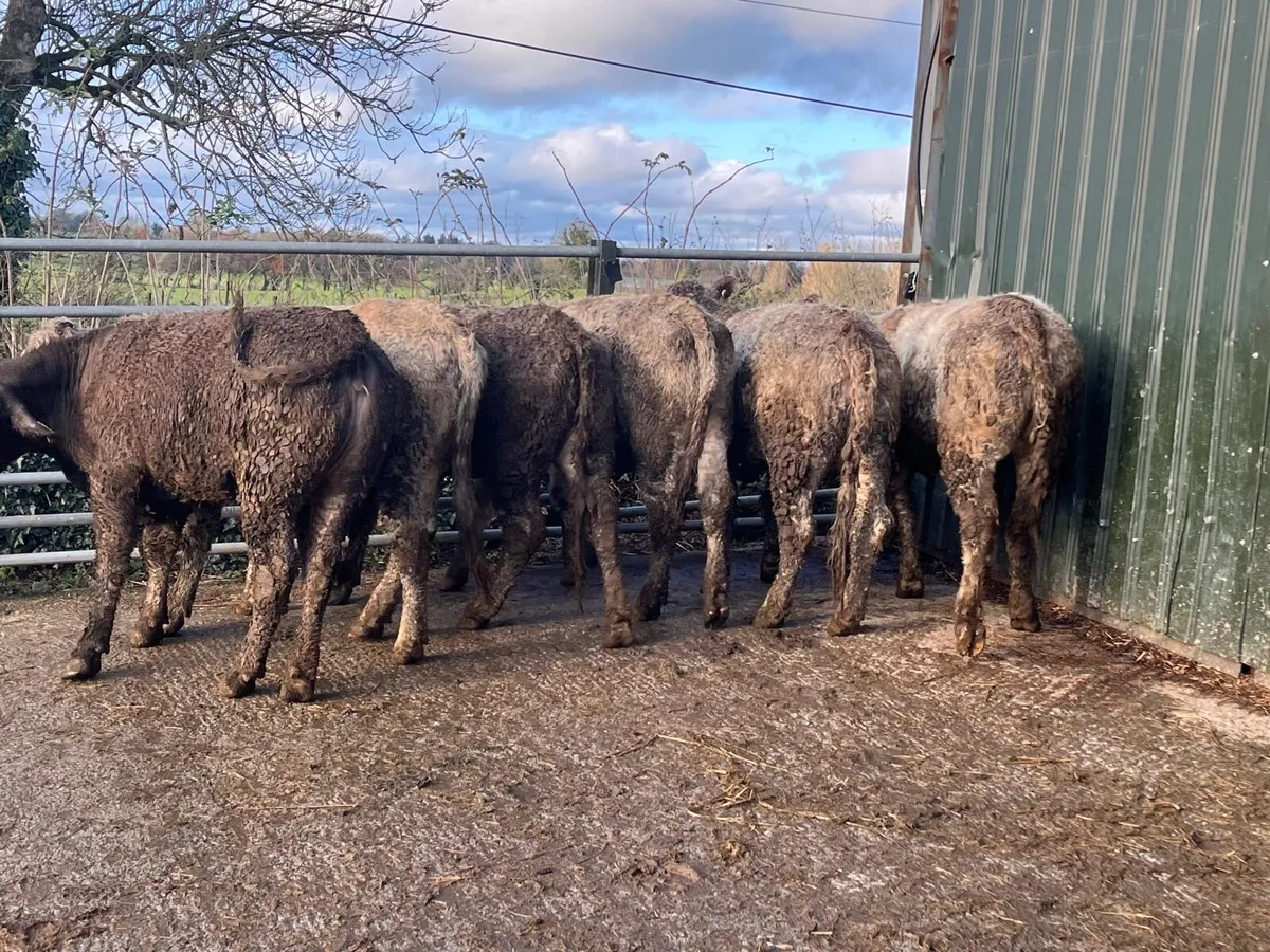 6 super 360 kg charlaois store heifers - Image 3