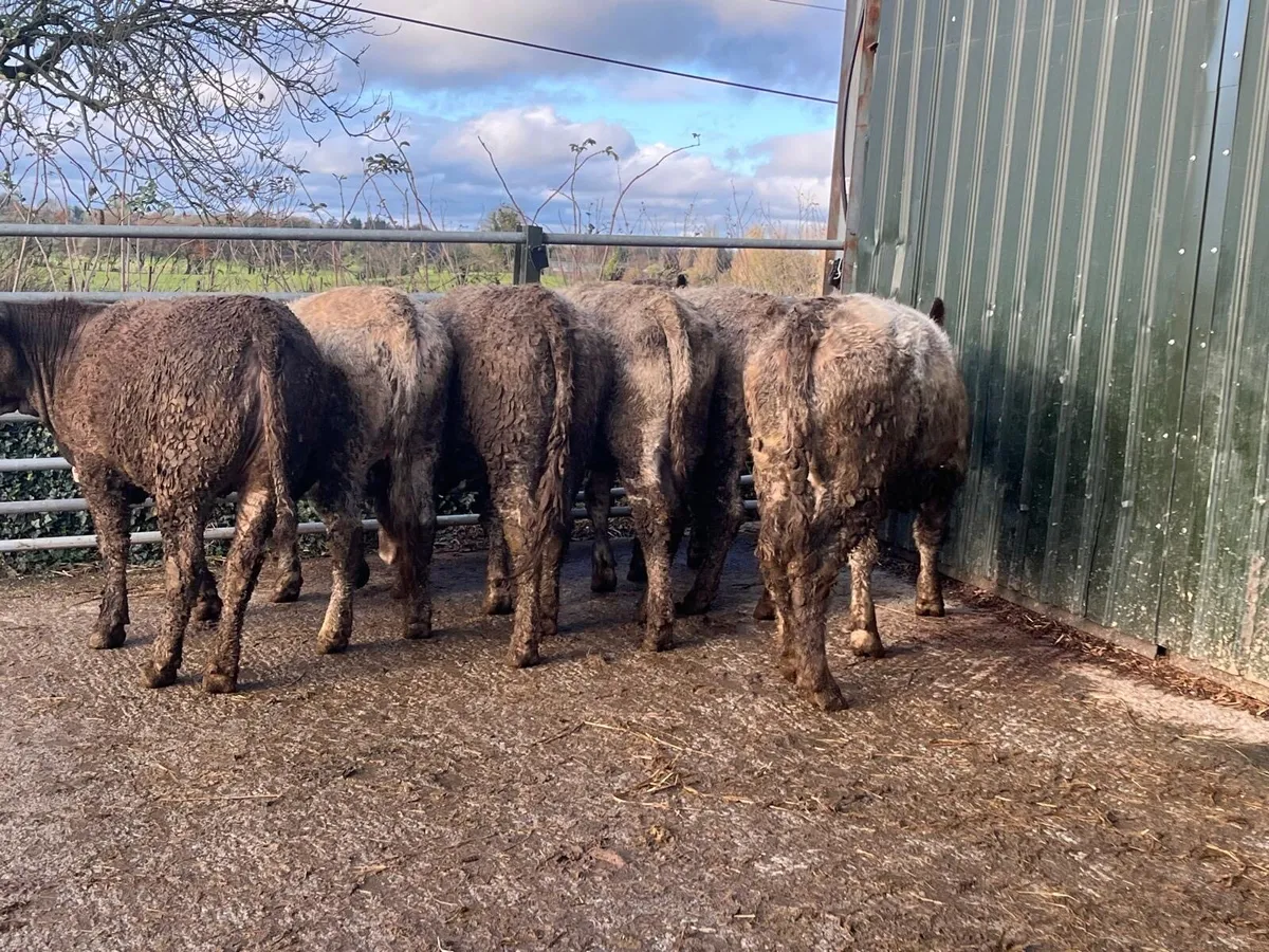 6 super 360 kg charlaois store heifers - Image 4