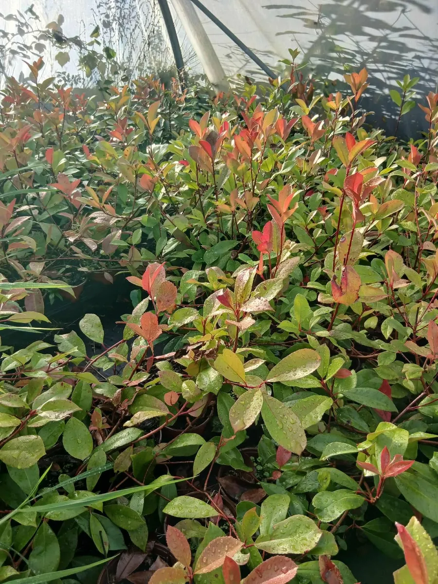Large Red Robin nearly 3ft tall  €3.50 each - Image 2