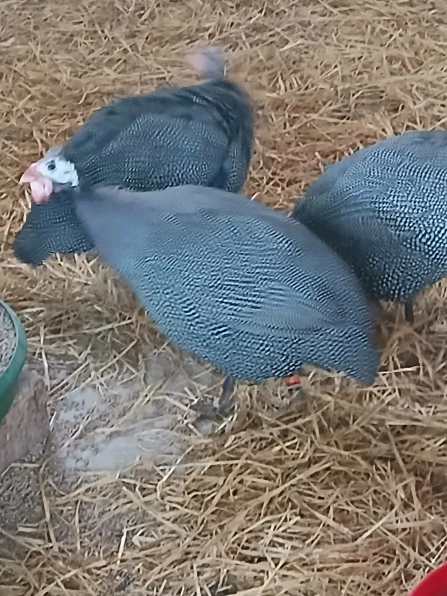 Cluck cluck - Image 1