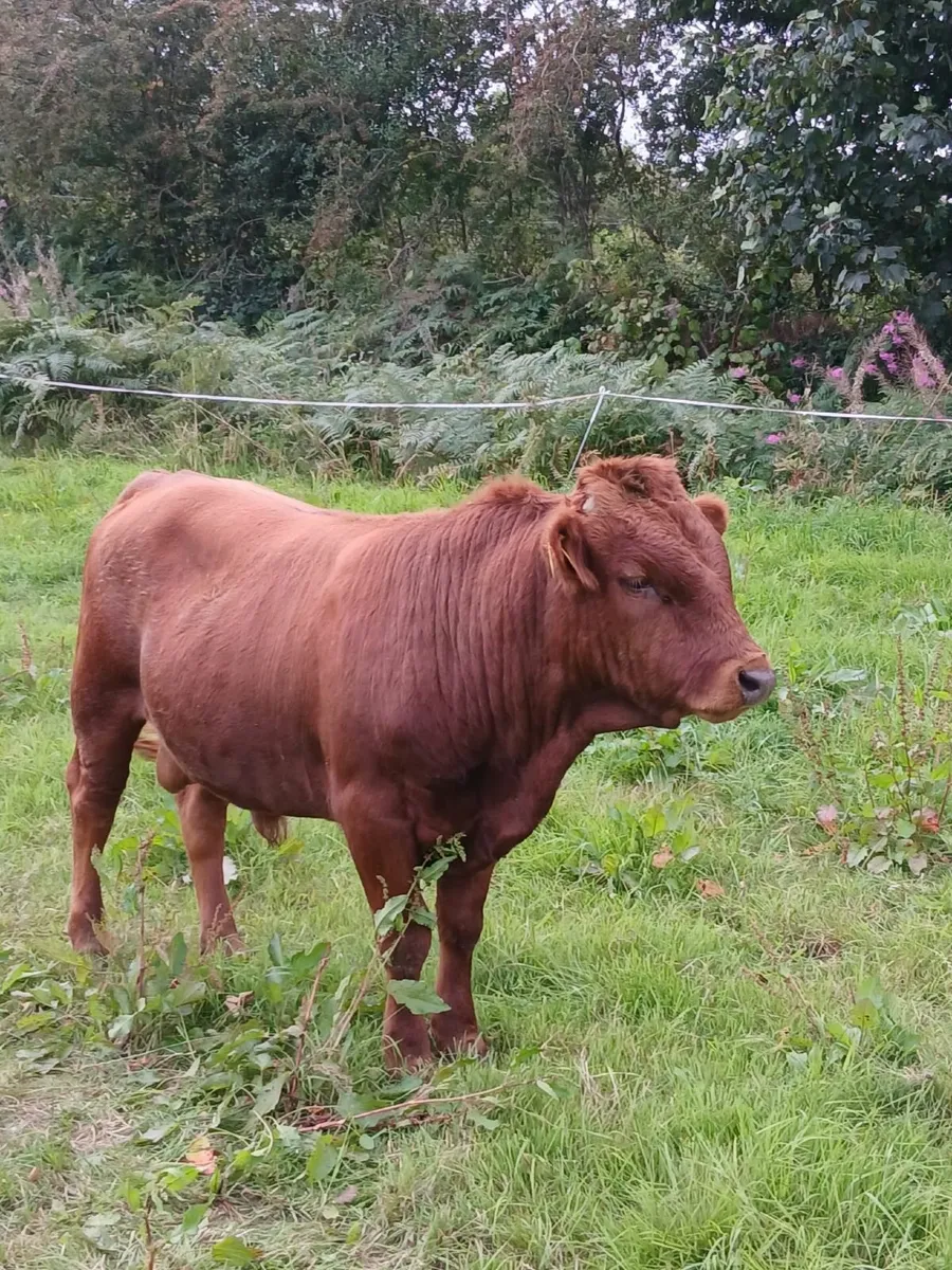 2 x PBR Pedigree Dexter - 18 Months - Image 1