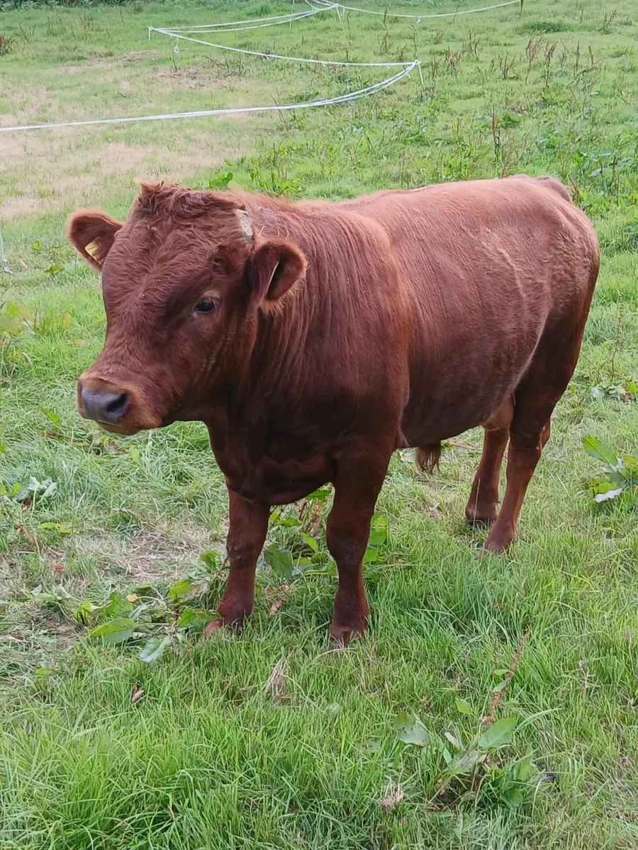 2 x PBR Pedigree Dexter - 18 Months - Image 4