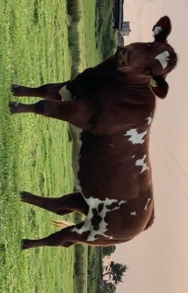 Breeding Heifer for Carrick - Image 2