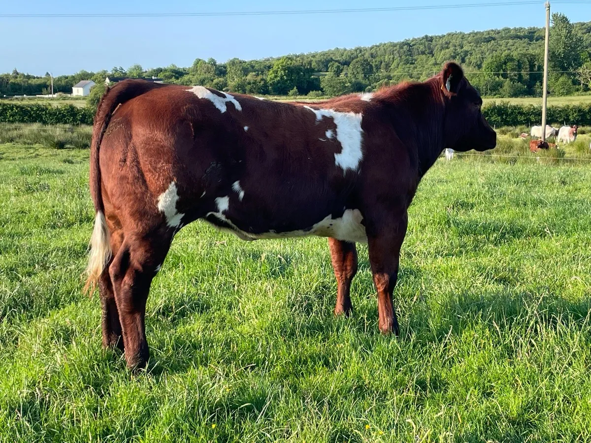 Breeding Heifer for Carrick - Image 1