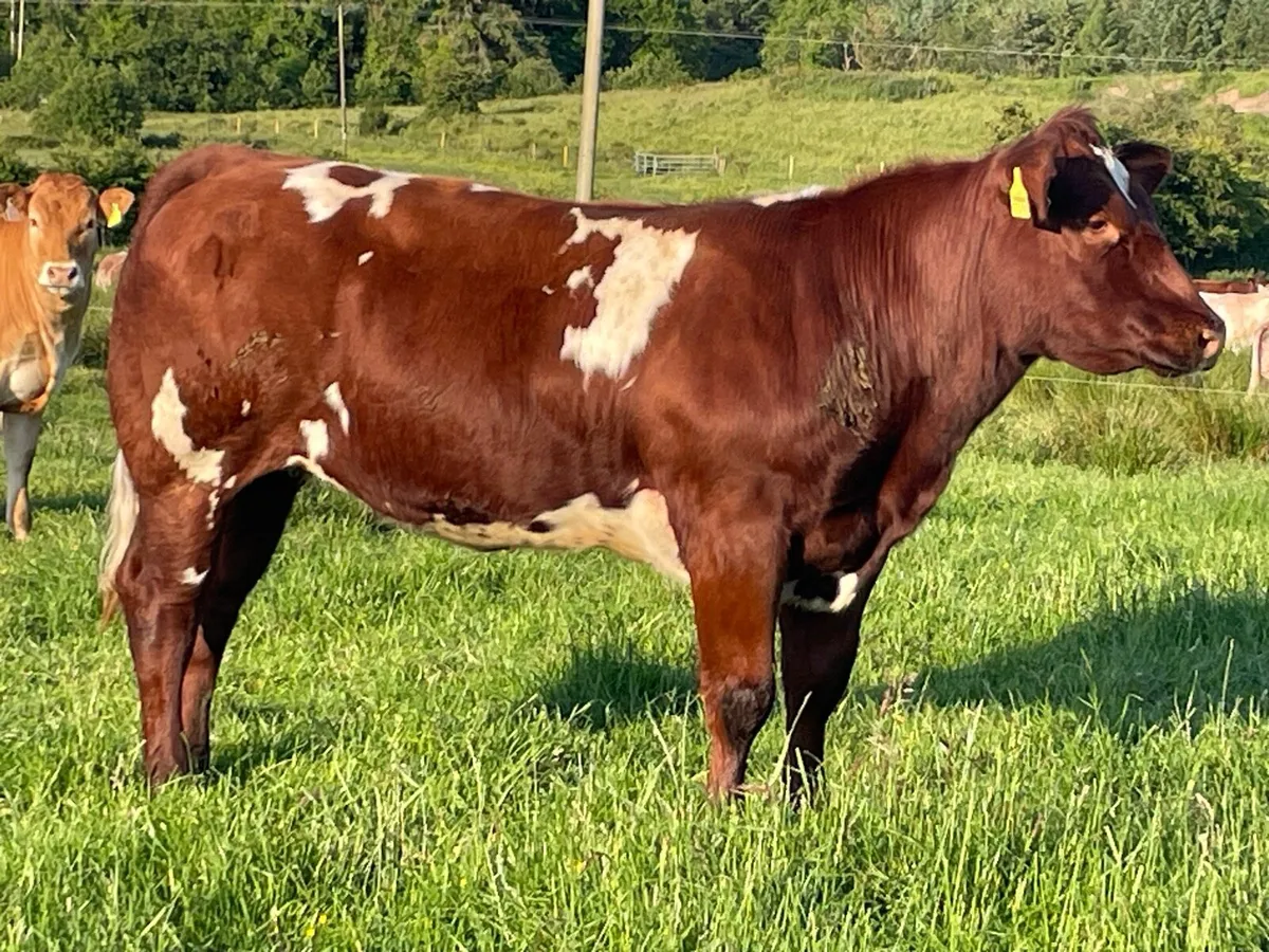 Breeding Heifer for Carrick - Image 3