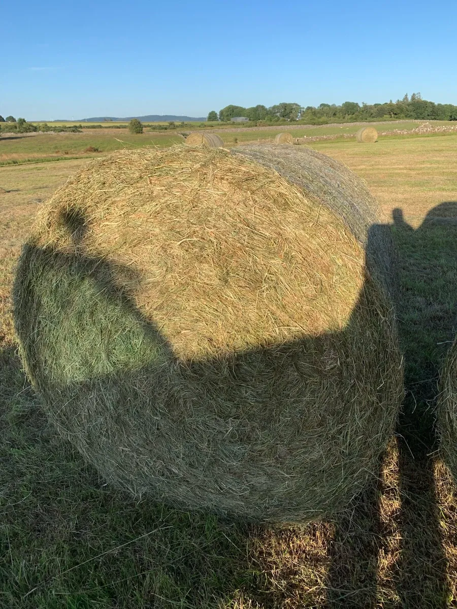 Hay for sale - Image 1