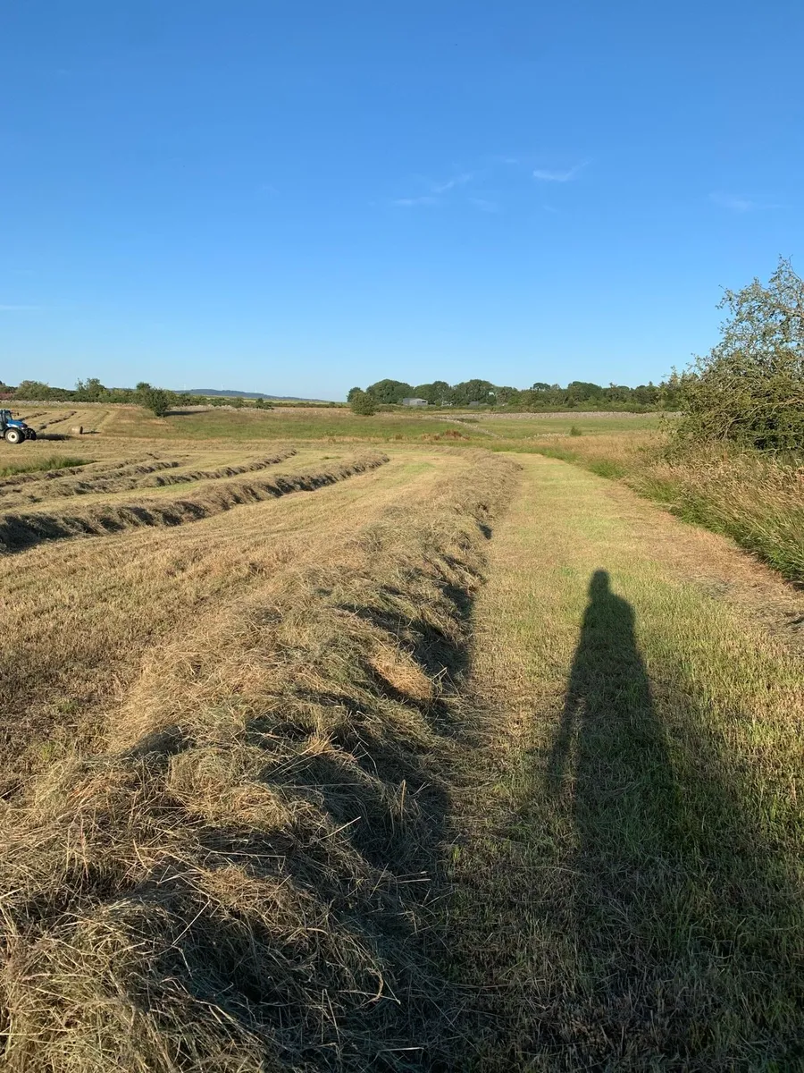 Hay for sale - Image 2