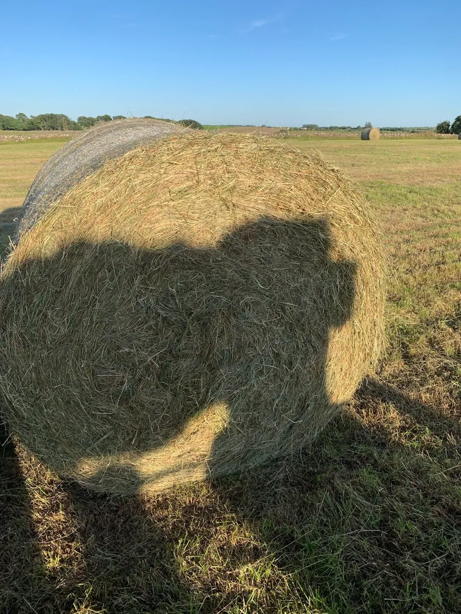 Hay for sale - Image 3