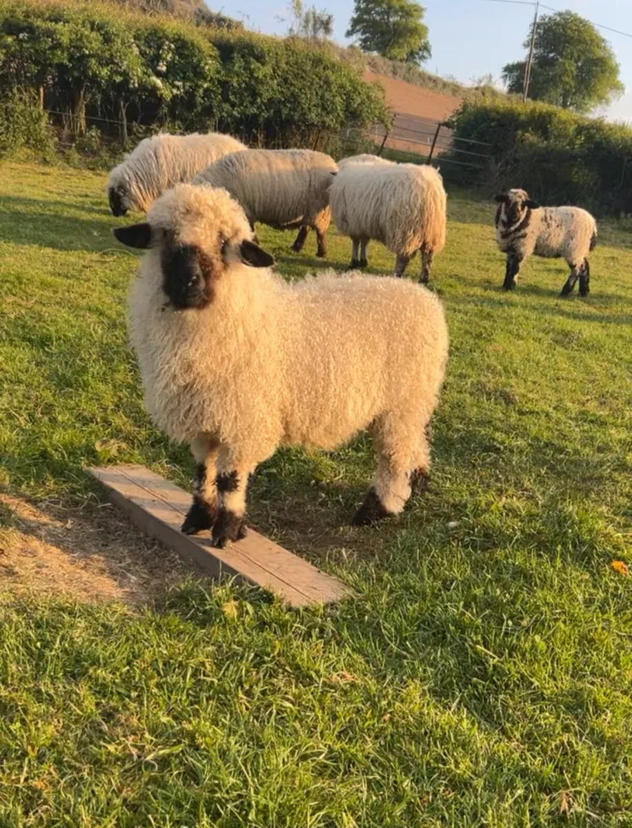 Valais Xbred ewe lambs for sale - Image 1