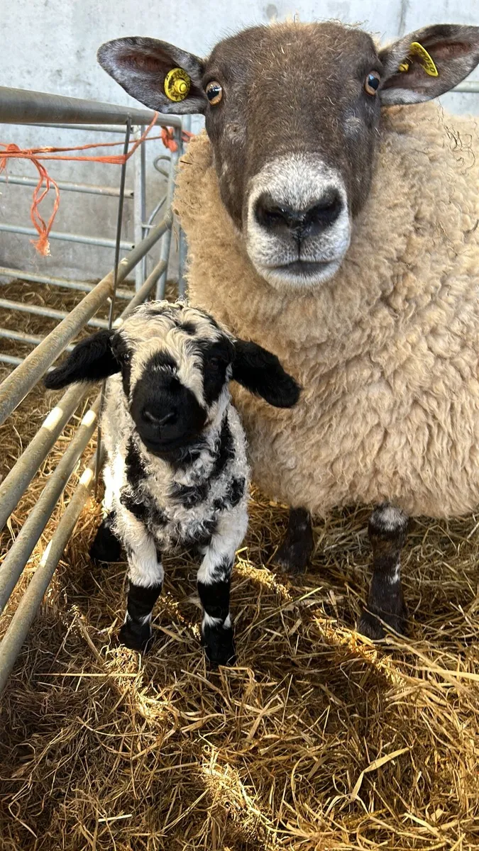 Valais Xbred ewe lambs for sale - Image 2