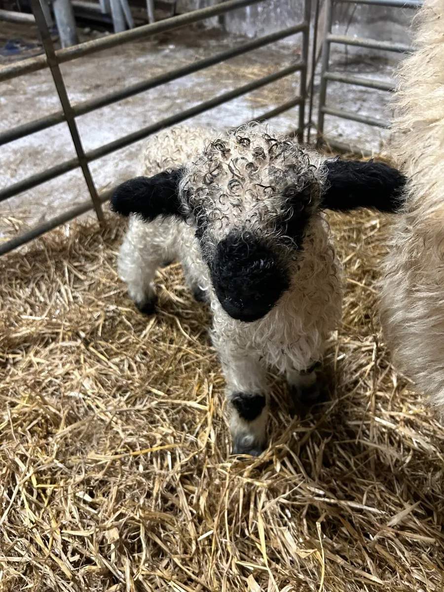 Valais Xbred ewe lambs for sale - Image 3